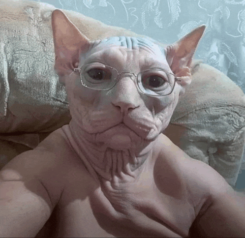 a hairless cat is wearing glasses and sitting on a couch