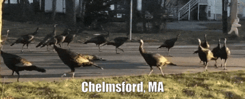 a bunch of turkeys are walking across a road in chelmsford ma