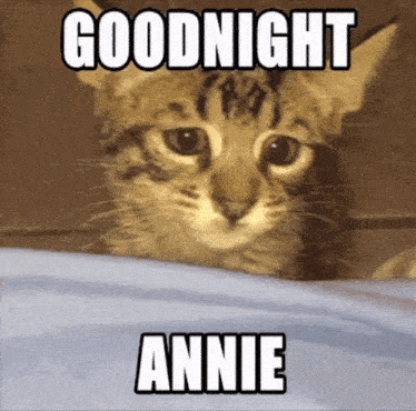 Annie Cat GIF - Annie Cat Engineer GIFs