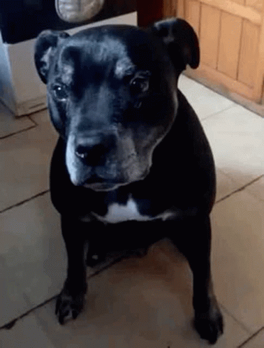 Shocked Dog GIF - Shocked Dog Dog Shocked GIFs