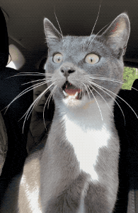 a gray and white cat with a surprised expression on its face