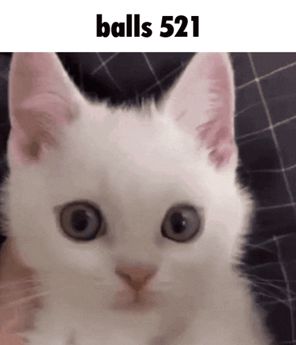 a close up of a white cat with the words balls 521 written above it