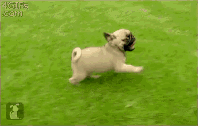 a pug puppy is running in the grass with a 4gifs.com watermark