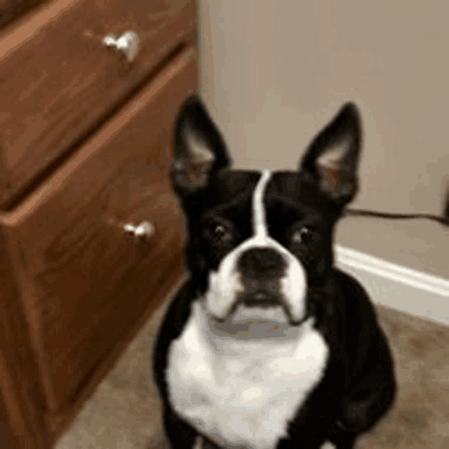 a black and white boston terrier is sitting on the floor in front of a wooden dresser .
