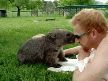 Cuddly Wombat GIF - Wombat Animal Cuddle GIFs