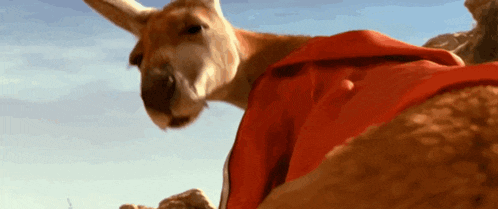 a kangaroo wearing a red cape is standing in the desert