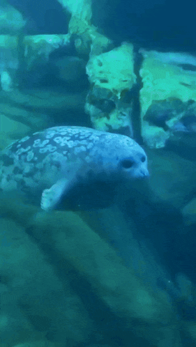 a seal is swimming in the ocean with a leopard print