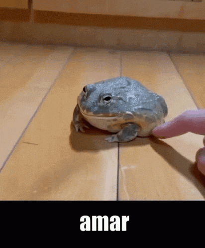 a person is petting a frog on a wooden floor with the word amar on the bottom
