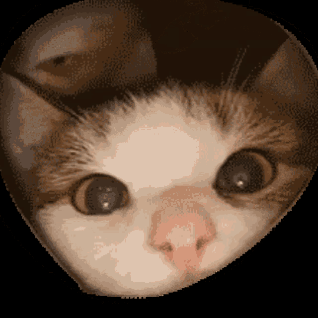 Cat Sniff GIF - Cat Sniff Png GIFs