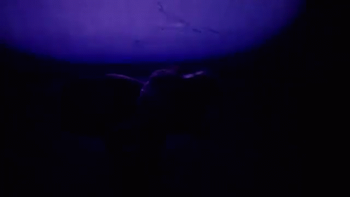 Partition GIF - Partition Beyonce Musicvideo GIFs