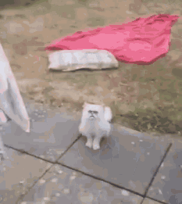 a white cat with big eyes is walking on a leash on a sidewalk .