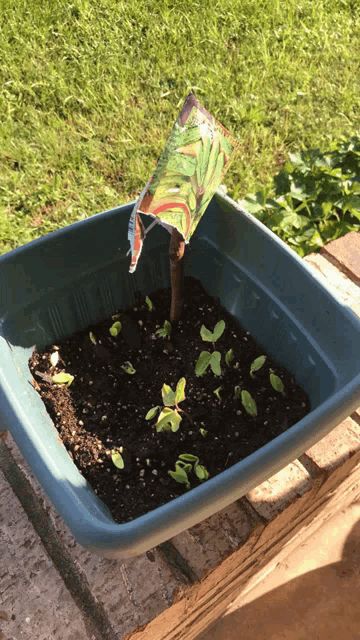 a small plant in a container with a label that says ' tomato ' on it