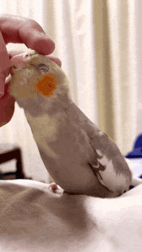 Parrot Bird GIF - Parrot Bird Birb GIFs