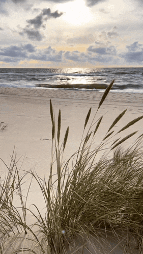 tall grass growing on a sandy beach with the sun shining through the clouds
