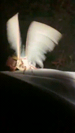 a close up of a moth with wings spread