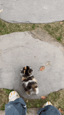 a person standing next to a calico cat