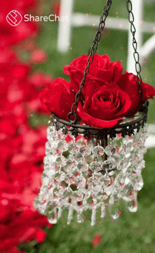 गुलाब ज़ुम्बार GIF - गुलाब ज़ुम्बार चमचमाहट GIFs