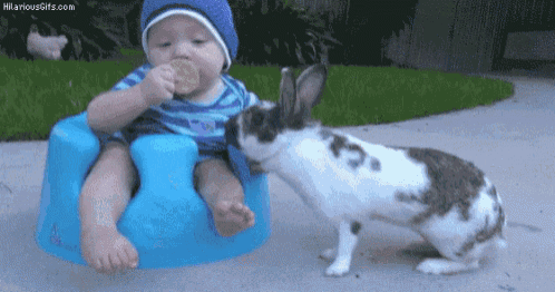 a baby is sitting in a blue chair while a rabbit looks on ..