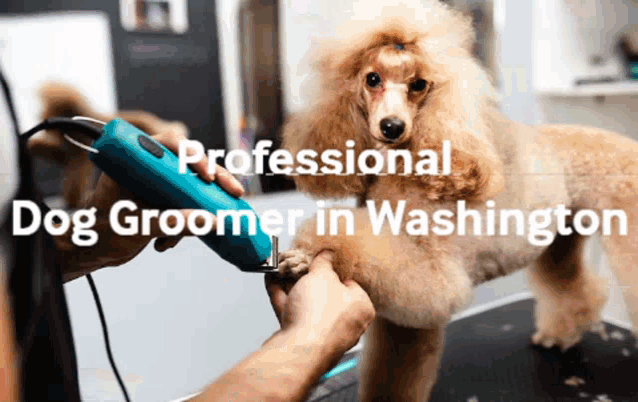 a professional dog groomer in washington is cutting a poodle 's paw