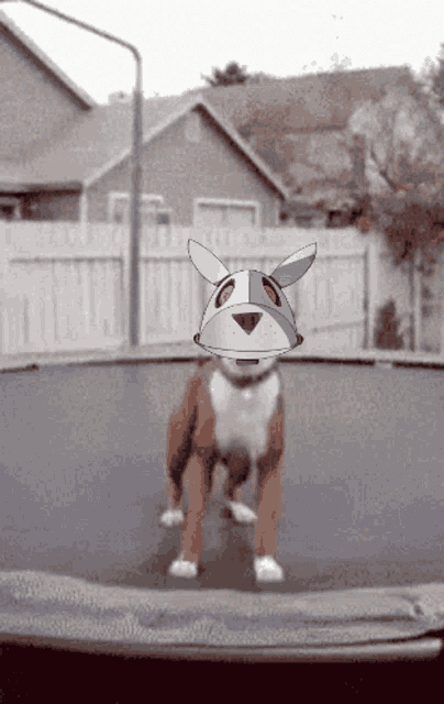 a dog is standing on a trampoline with a mask on its head