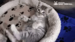 Rub My Belly Cat GIF - Rub My Belly Cat GIFs