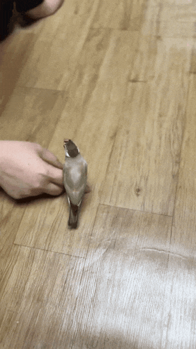 a small bird is being held by a person on a wooden floor
