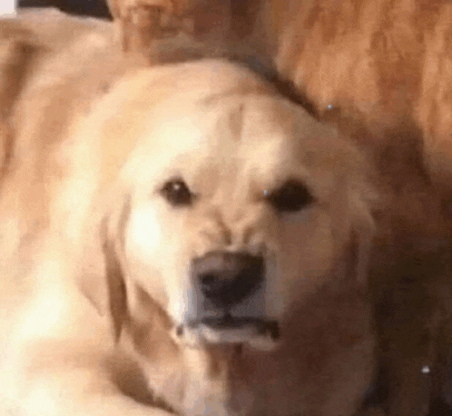 a dog is laying on a bed next to a cat .