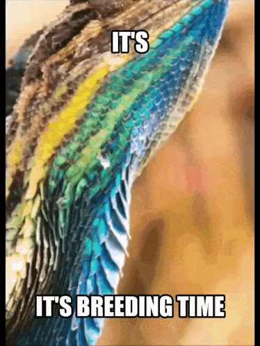 a picture of a lizard with the words it 's breeding time written below it