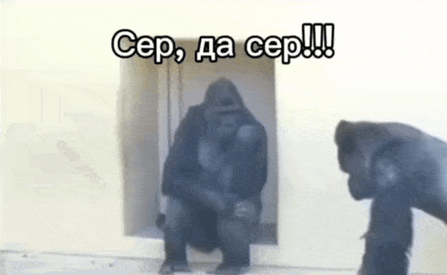 a gorilla is sitting in a doorway next to a chimp .