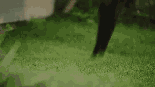 a person is standing on a lush green field .