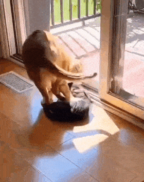 a cat is playing with a shoe on the floor in front of a door .