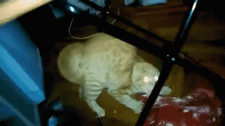 Cat Wary GIF - Cat Wary Angry GIFs