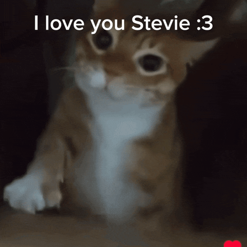a picture of a cat with the words " i love you stevie " on the bottom