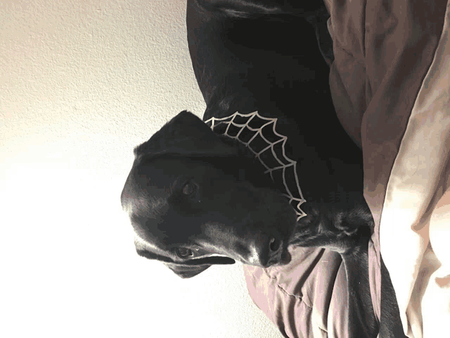 a black dog with a spider web collar laying on a bed