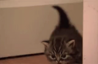Cat Kitten GIF - Cat Kitten Snooping GIFs