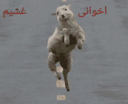 Cat Day Friday GIF - Cat Day Friday Sheep GIFs