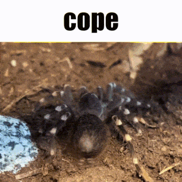 a spider is crawling on the ground with the word cope written above it