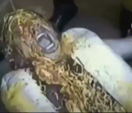 a person is laying on a bed covered in noodles and screaming .