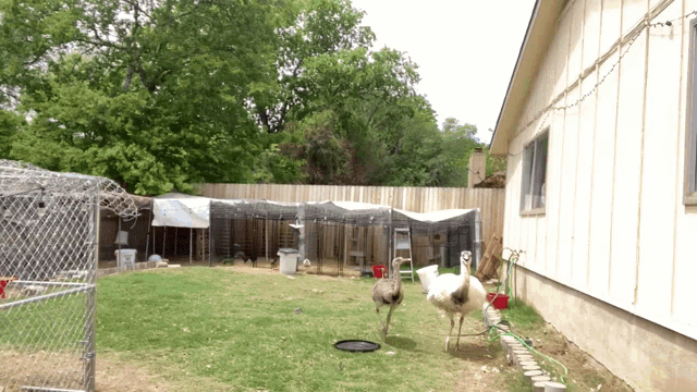 two ostrich standing in front of a house with a fence