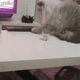 a cat is laying on a table next to a glass of water and a remote control