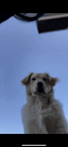 a dog looking up at the camera with a blue sky behind it
