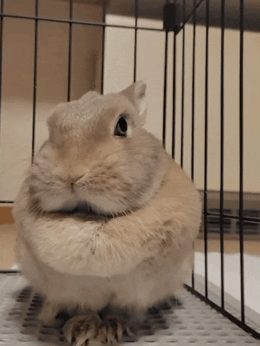 a rabbit is sitting in a cage with its paws crossed