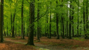 Tree Forest GIF - Tree Forest Green GIFs
