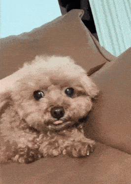 a small brown poodle laying on a brown couch