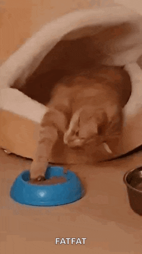 a cat is laying in a bed next to a blue bowl of food .