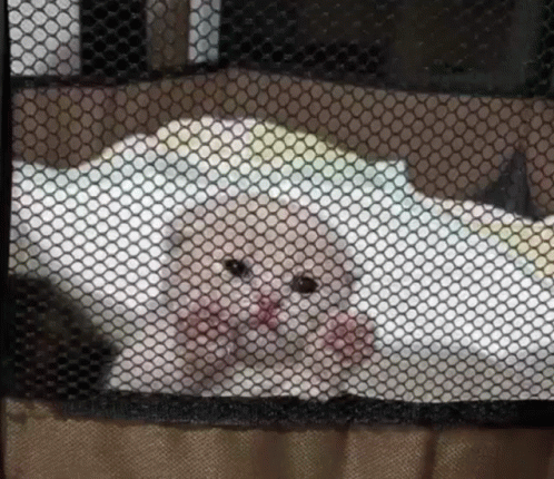 Cat Looking Through Glass Lonely GIF - Cat Looking Through Glass Lonely GIFs
