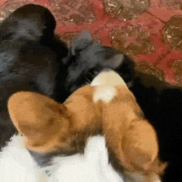 a black dog and a brown and white cat are laying next to each other on a carpet .