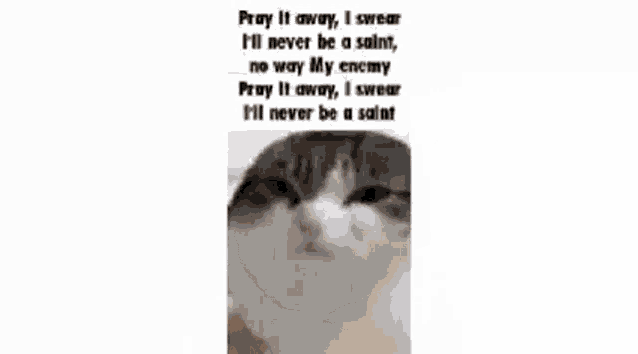 Enemy Cat Enemy GIF - Enemy Cat Enemy Oh The Misery GIFs