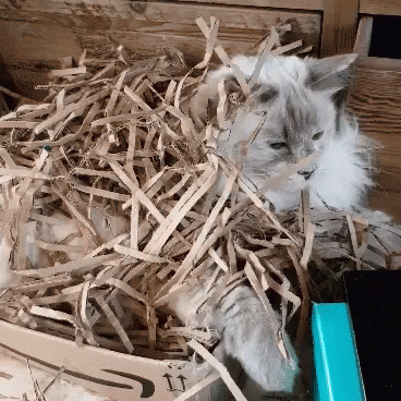 Crumbs Bukake GIF - Crumbs Bukake Cat GIFs