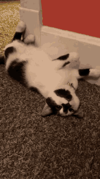 a black and white cat is laying on its back